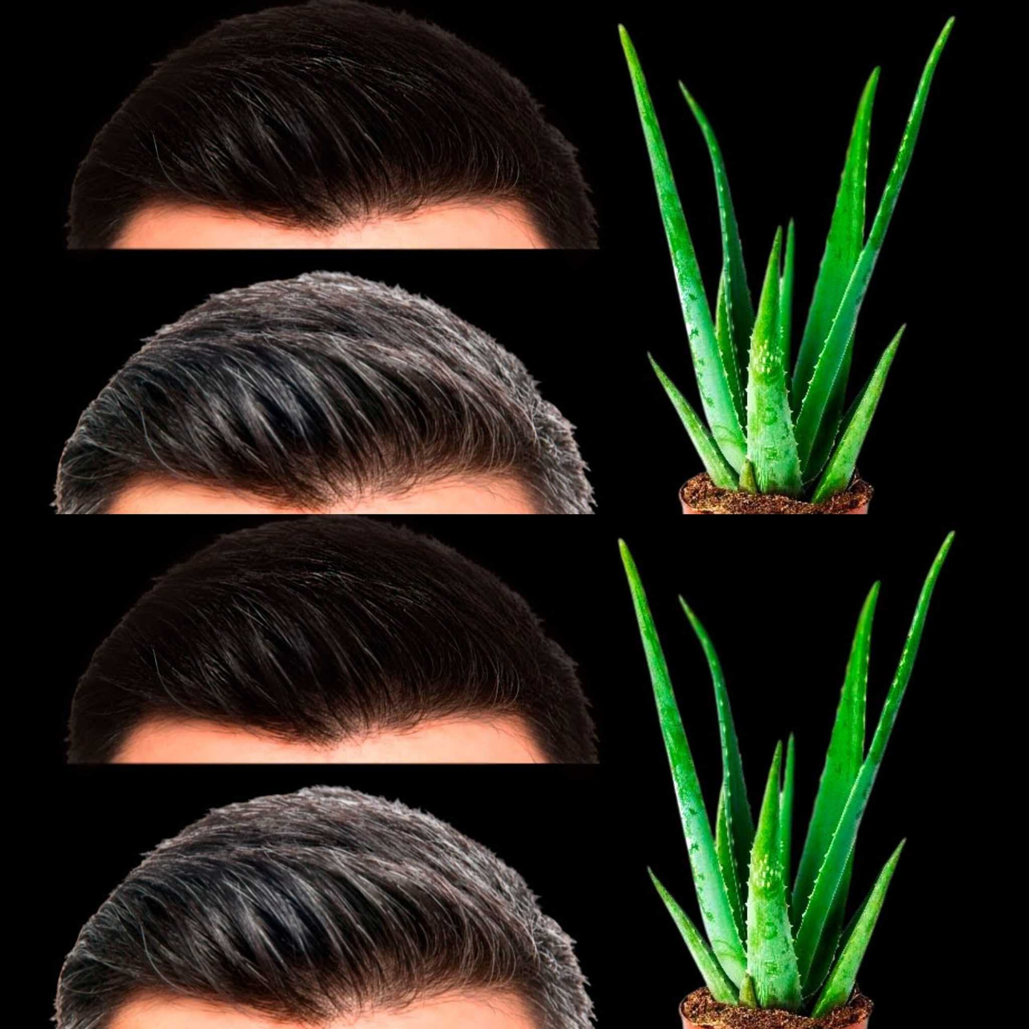 Gray Hair Will Disappear! Unbelievable! Aloe Vera Recipe to Erase Gray Hair Like an Eraser