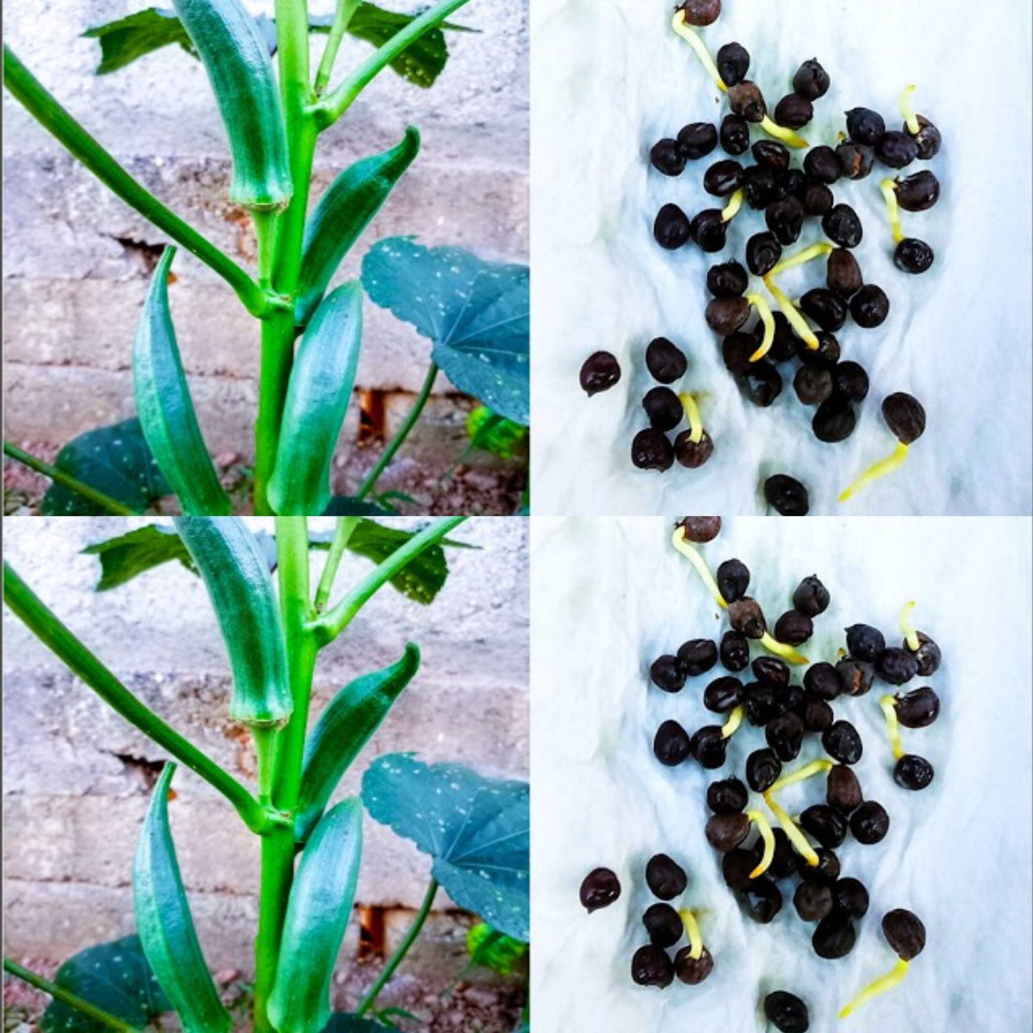 The Fastest Way to Grow Okra Nobody Talks About!