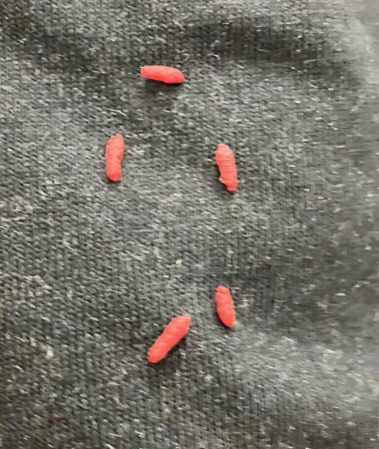 I found strange little reddish balls on an old sweater and almost threw up when I realized what it was.
