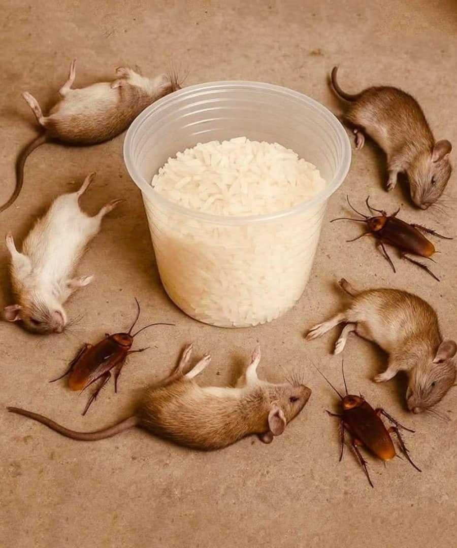 🐀🕷️ How to Control Rats and Cockroaches Naturally — Safe, Science-Backed Methods That Work